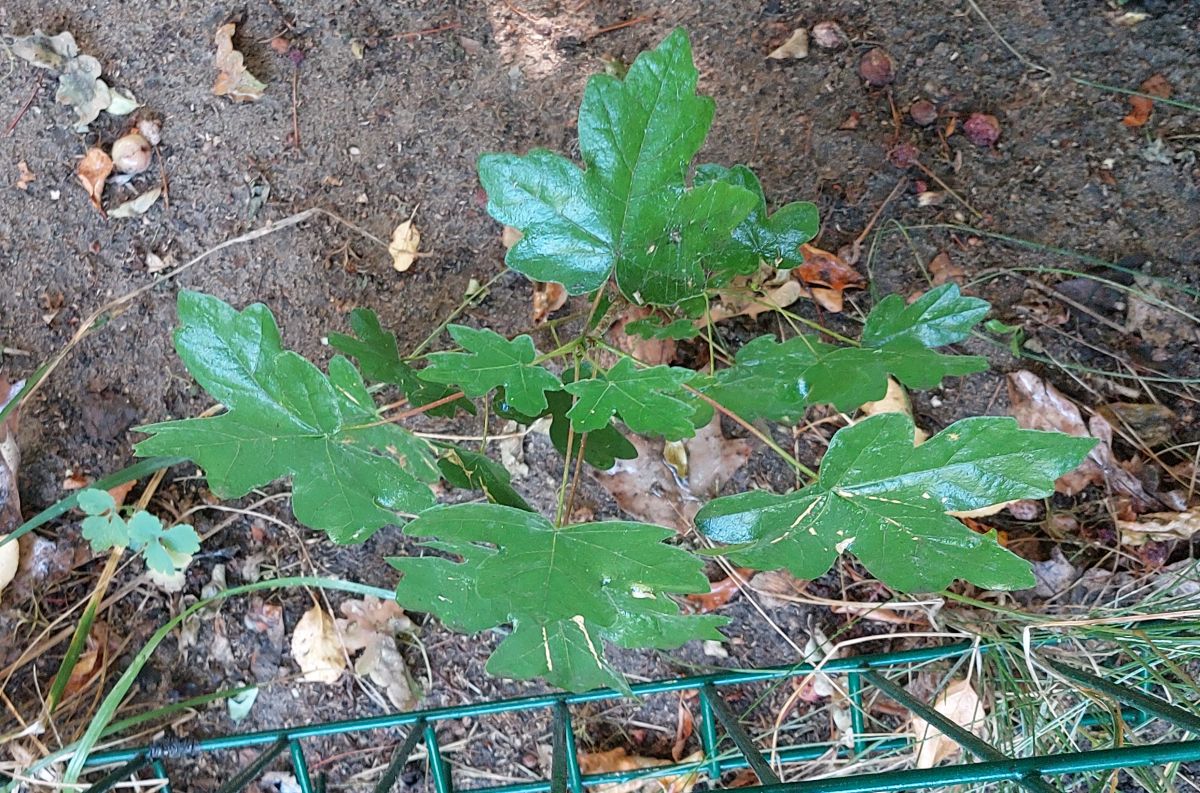 campestre