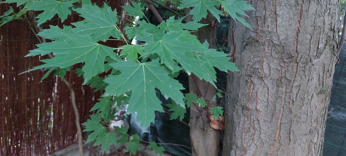 Acer saccharinum