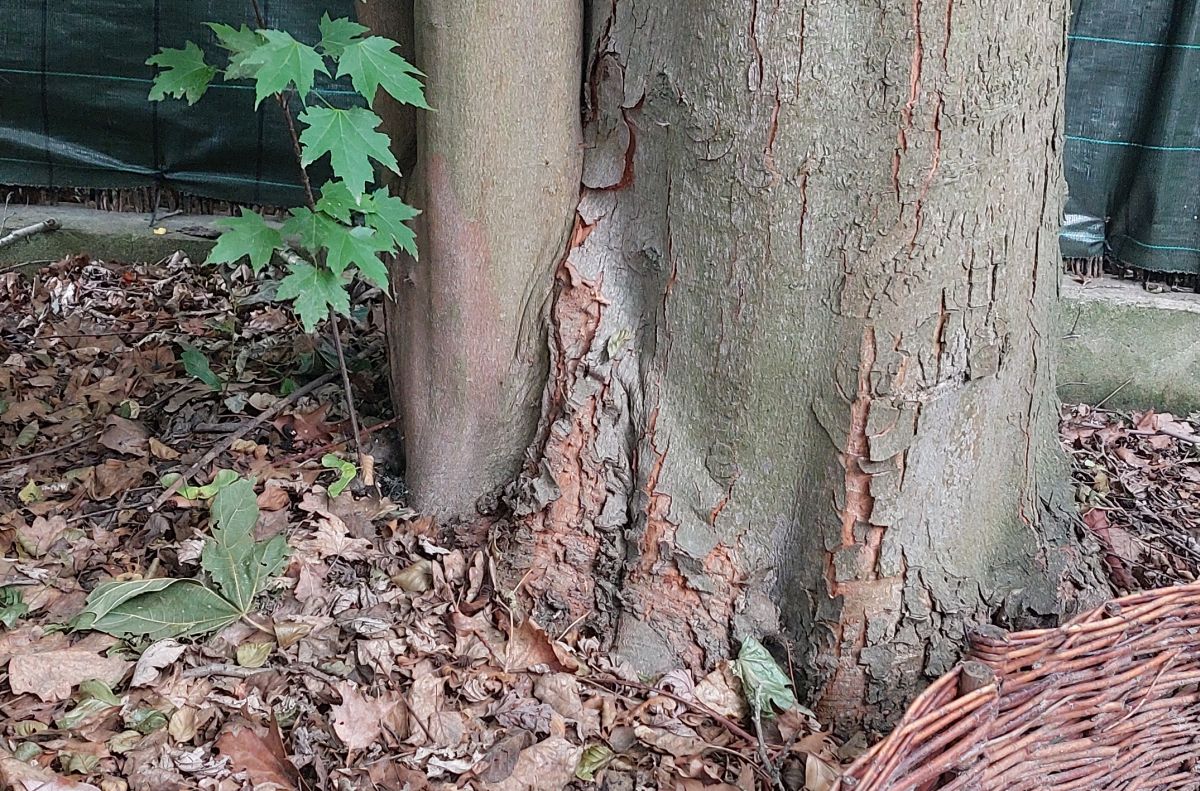 Acer saccharinum