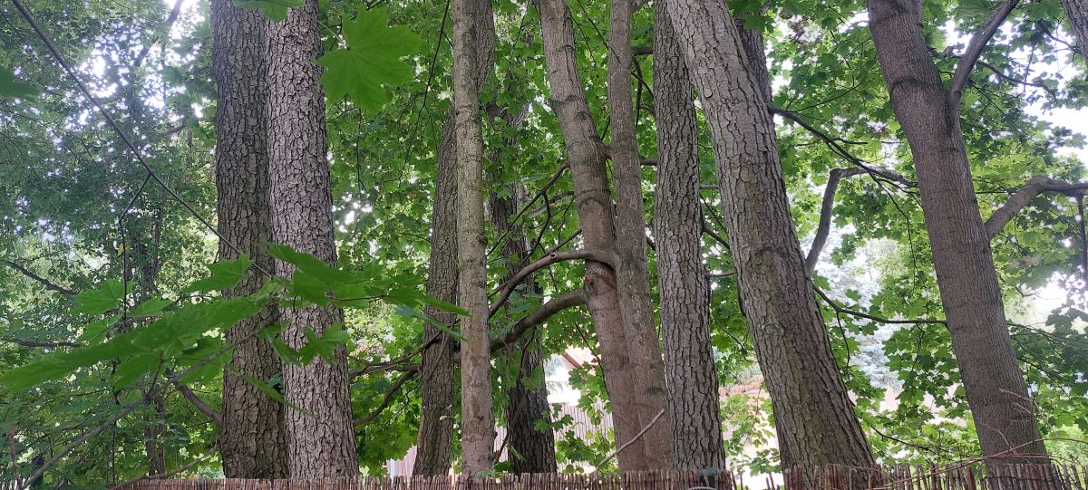 Acer saccharinum