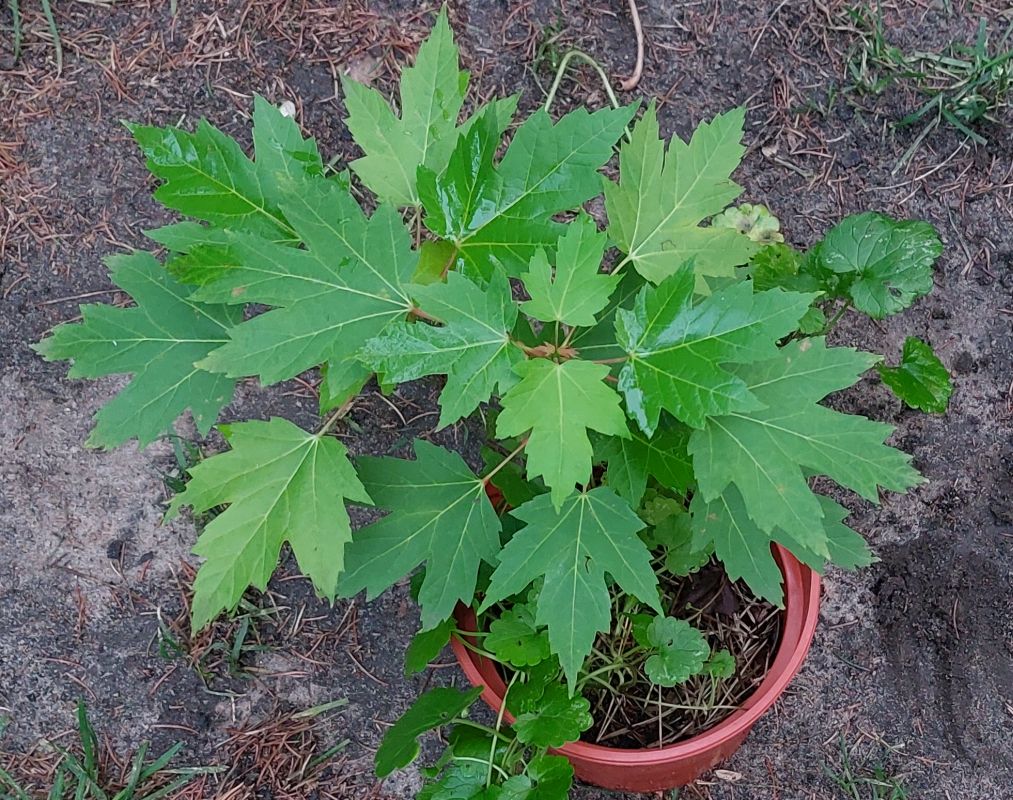 Acer saccharinum